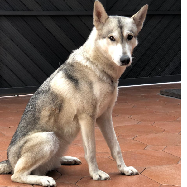 cartel de perro perdido