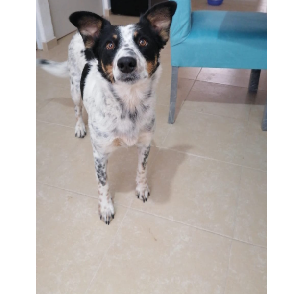 cartel de perro perdido