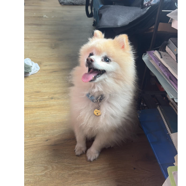 cartel de perro perdido