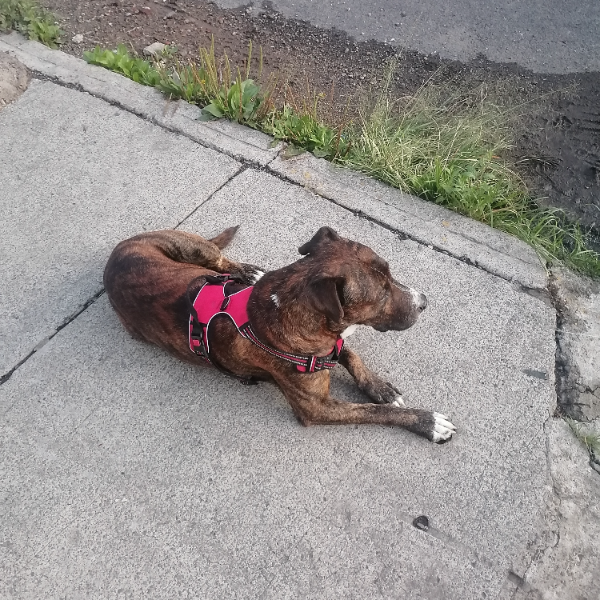 cartel de perro perdido