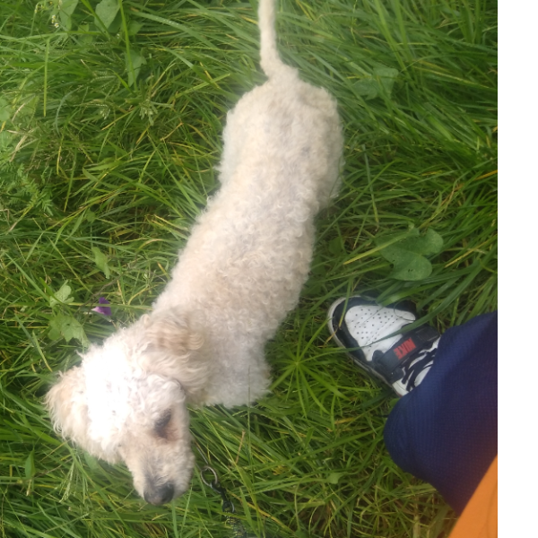 cartel de perro perdido