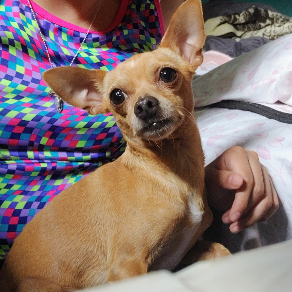 cartel de perro perdido