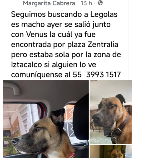 cartel de perro perdido