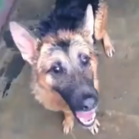 cartel de perro perdido