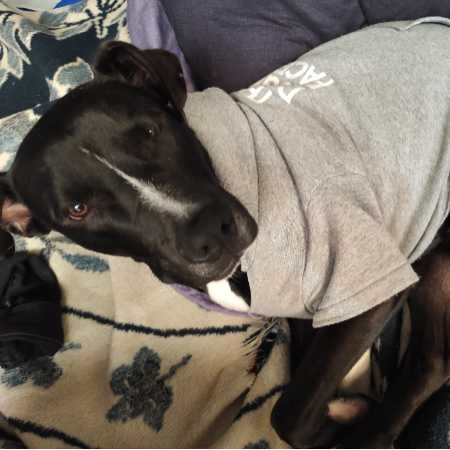 cartel de perro perdido