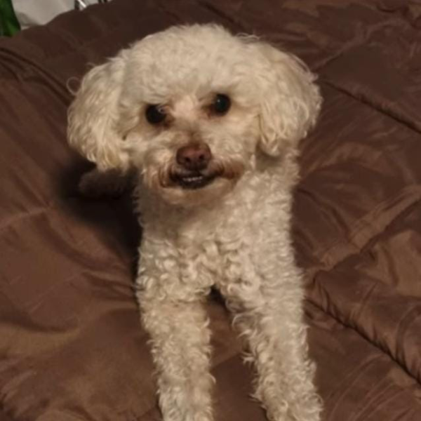 cartel de perro perdido