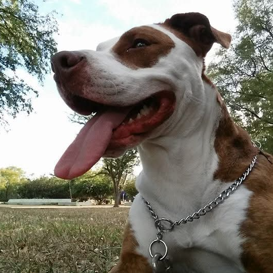 cartel de perro perdido