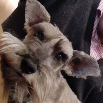 cartel de perro perdido