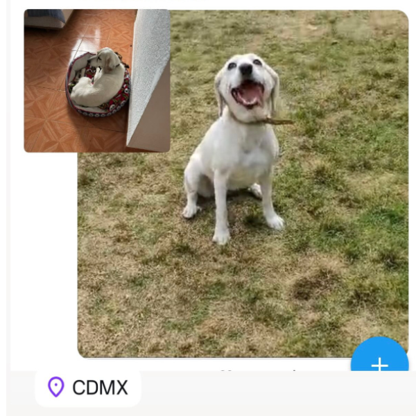 cartel de perro perdido