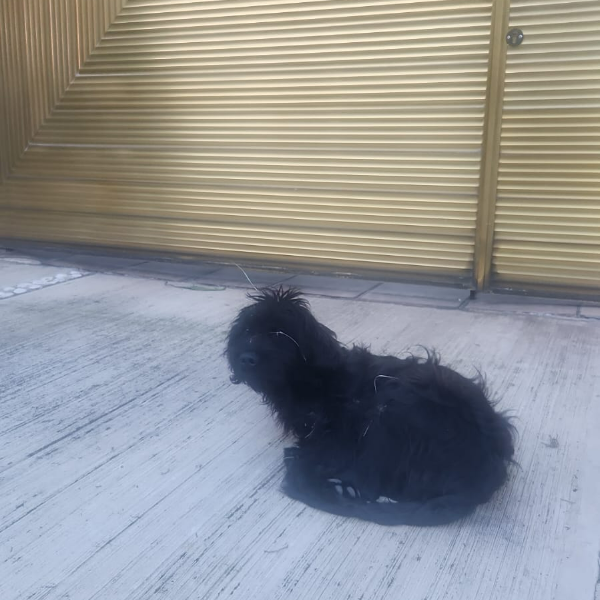 cartel de perro perdido