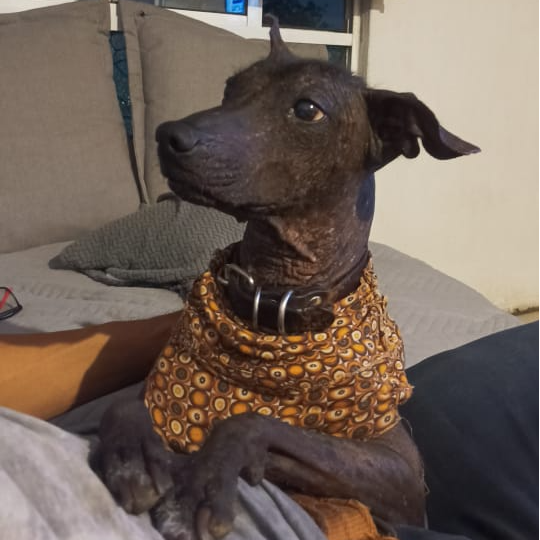 cartel de perro perdido