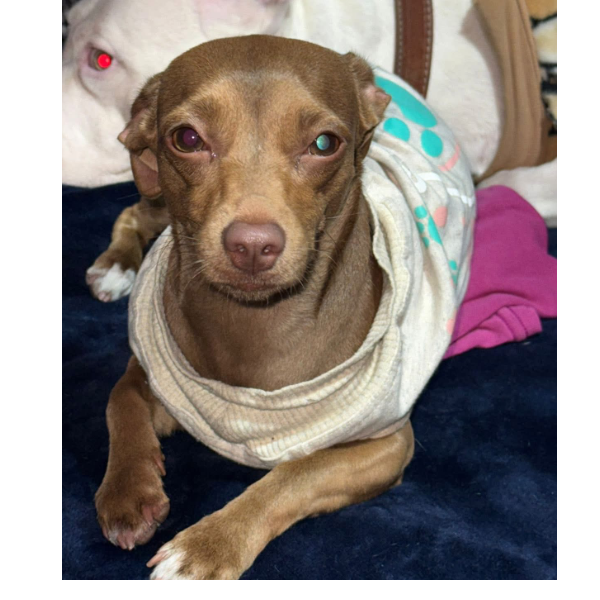 cartel de perro perdido