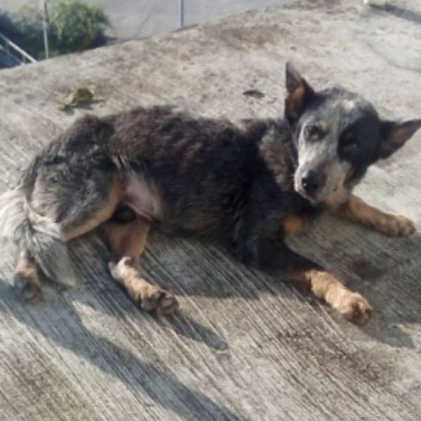 cartel de perro perdido