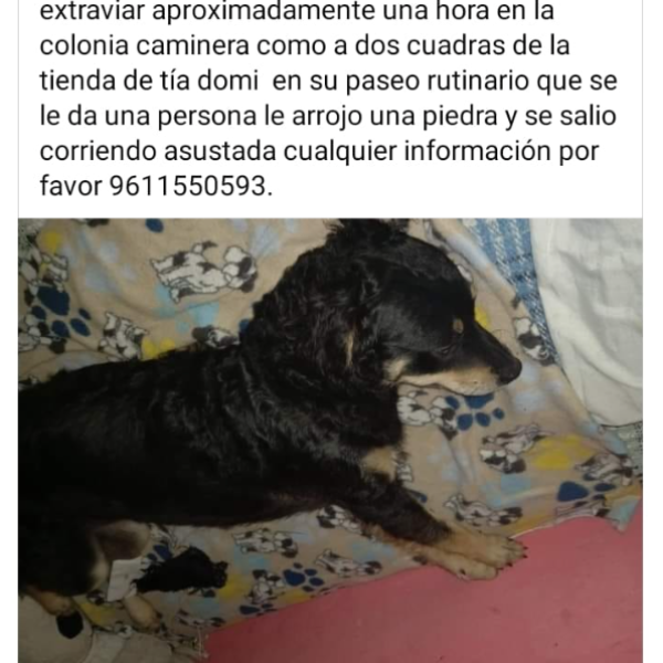 cartel de perro perdido