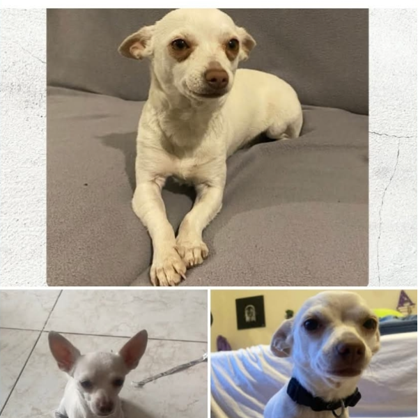 cartel de perro perdido