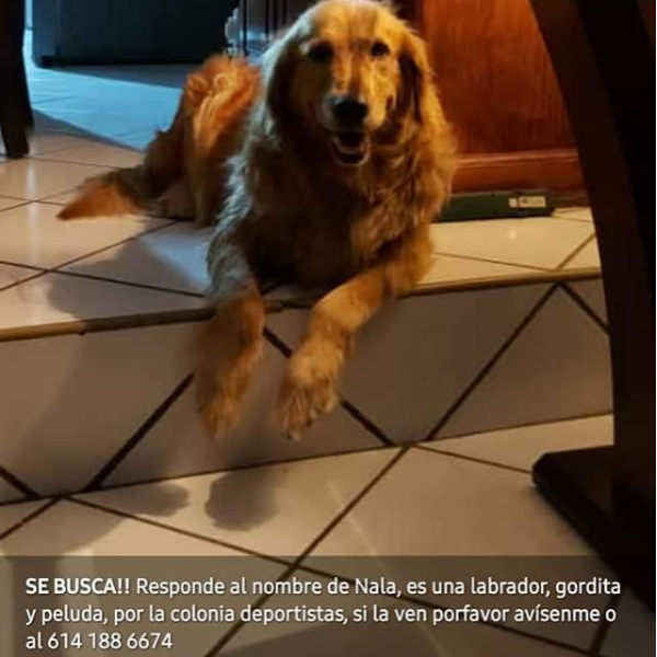 cartel de perro perdido