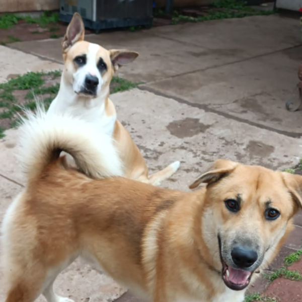 cartel de perro perdido