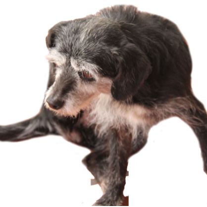 cartel de perro perdido