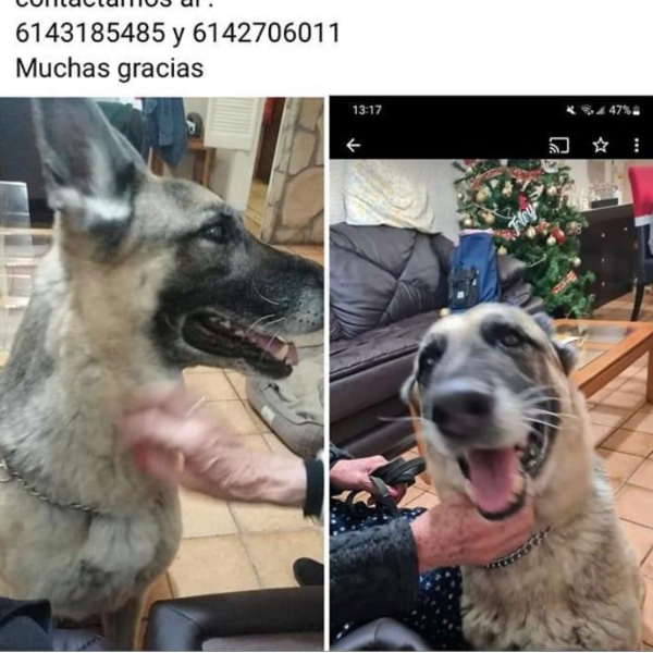 cartel de perro perdido