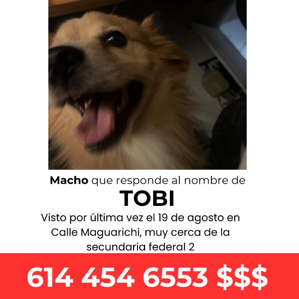 cartel de perro perdido