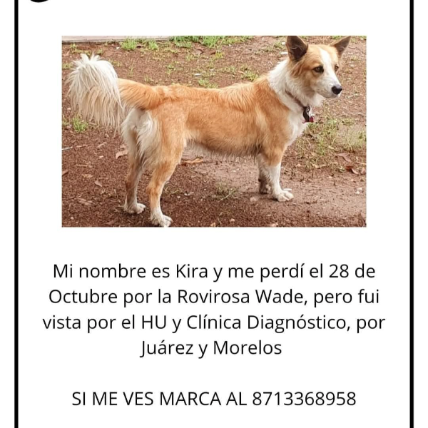 cartel de perro perdido