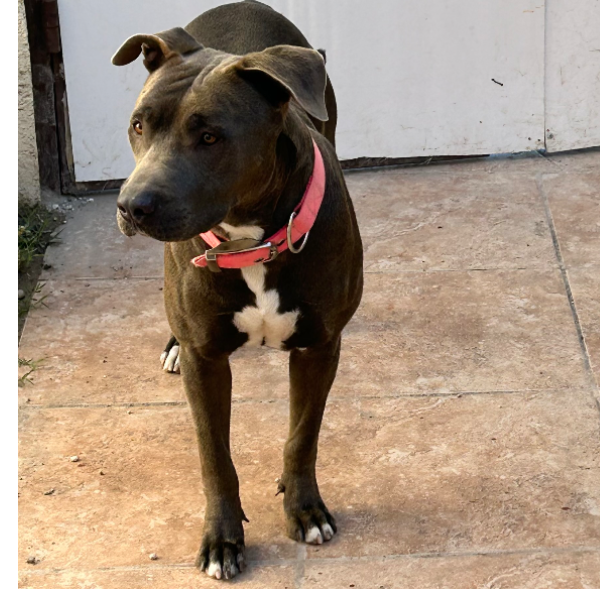 cartel de perro perdido