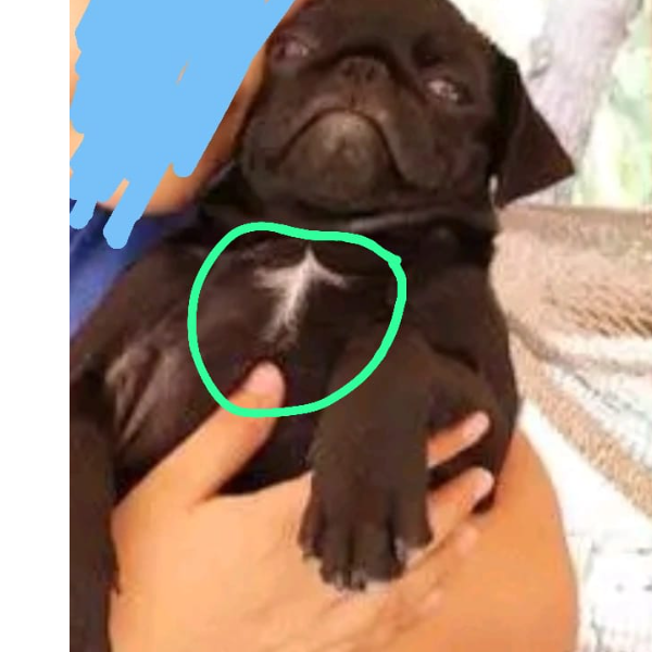 cartel de perro perdido