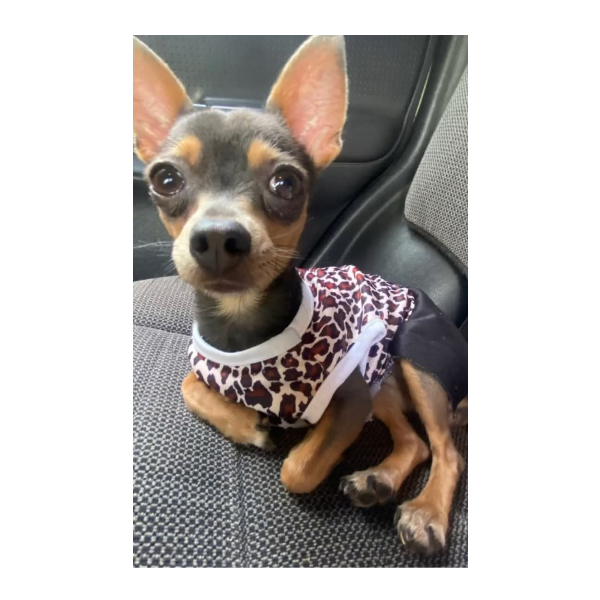 cartel de perro perdido