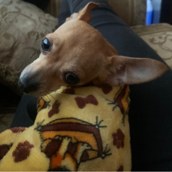 cartel de perro perdido