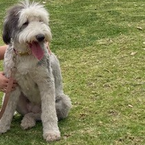 cartel de perro perdido