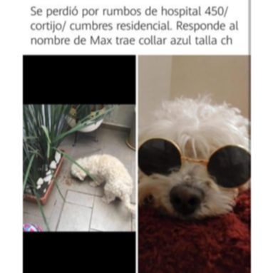 cartel de perro perdido