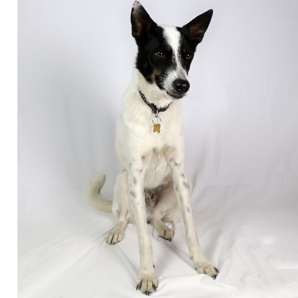 cartel de perro perdido