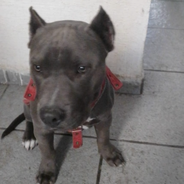 cartel de perro perdido