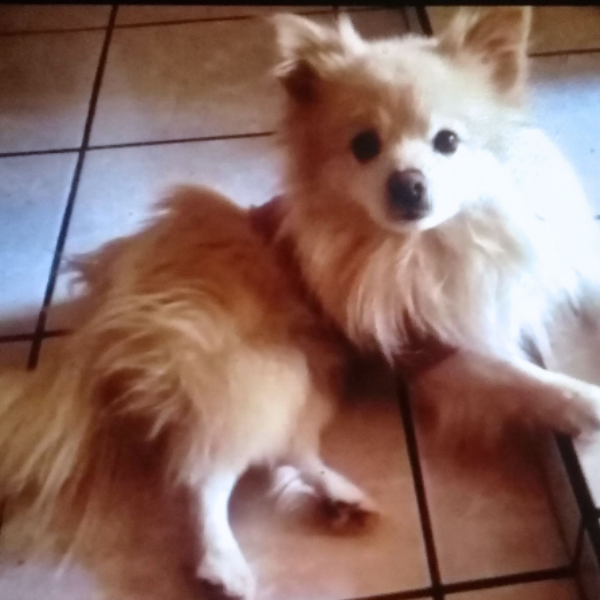 cartel de perro perdido