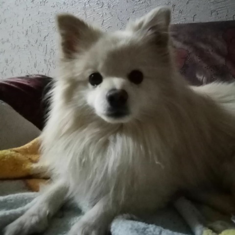 cartel de perro perdido