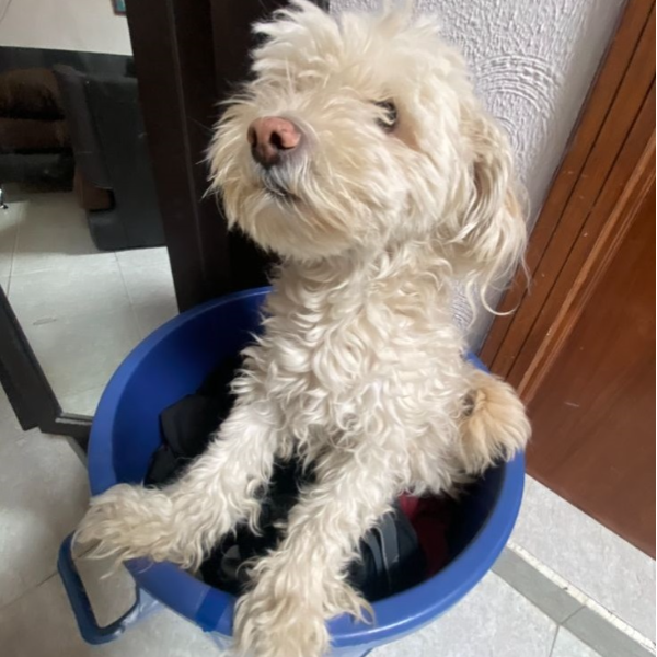 cartel de perro perdido