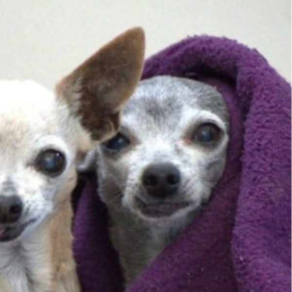 cartel de perro perdido