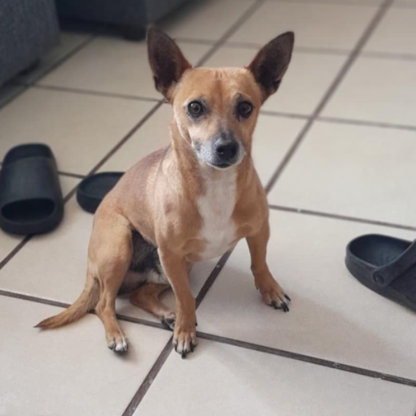 cartel de perro perdido