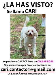 cartel de perro perdido