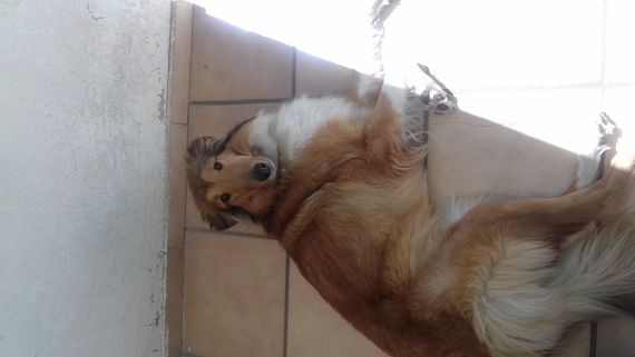 cartel de perro perdido