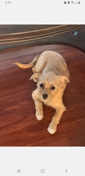 cartel de perro perdido