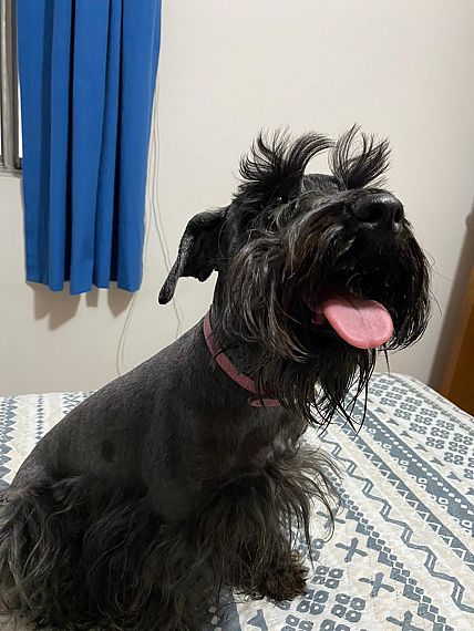 cartel de perro perdido