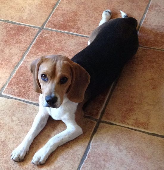 cartel de perro perdido