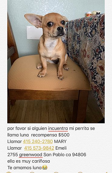 cartel de perro perdido