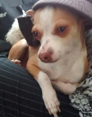 cartel de perro perdido