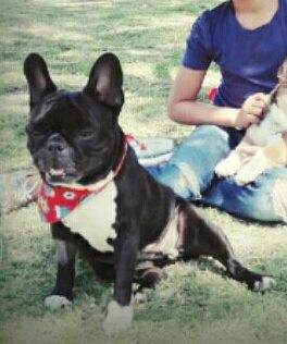 cartel de perro perdido