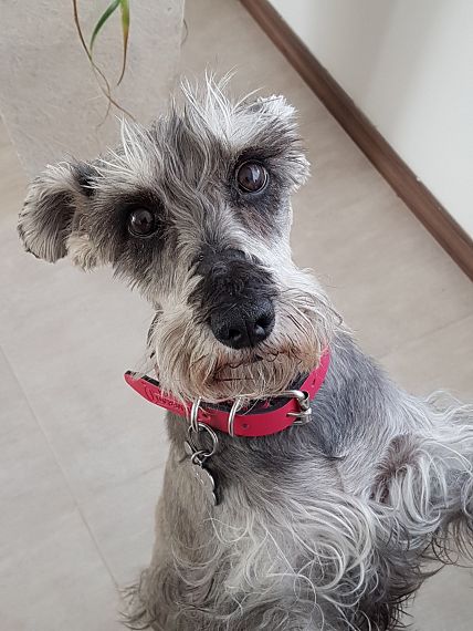 cartel de perro perdido