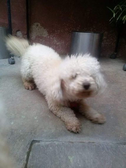 cartel de perro perdido