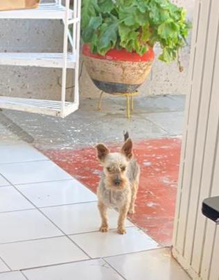 cartel de perro perdido