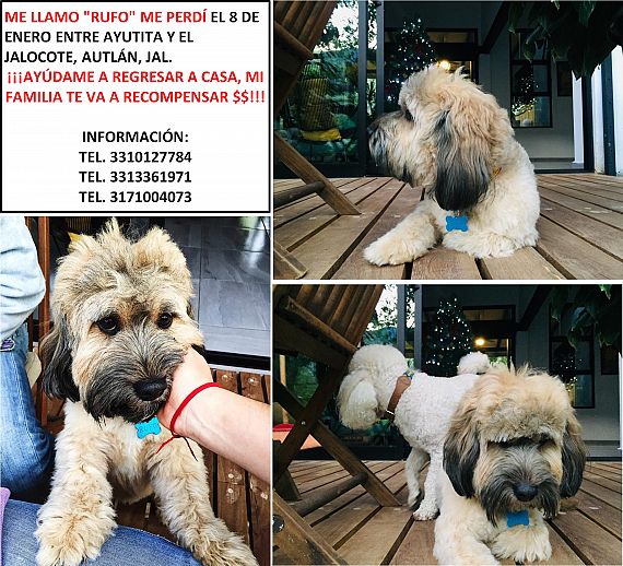 cartel de perro perdido